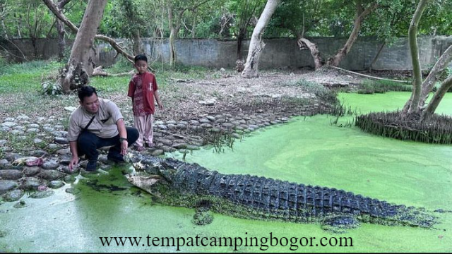 Wisata Buaya Blanakan Destinasi Edukatif dan Seru di Subang